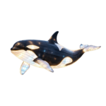 Oceanic Wonders Collection