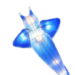 Oceanic Wonders Collection
